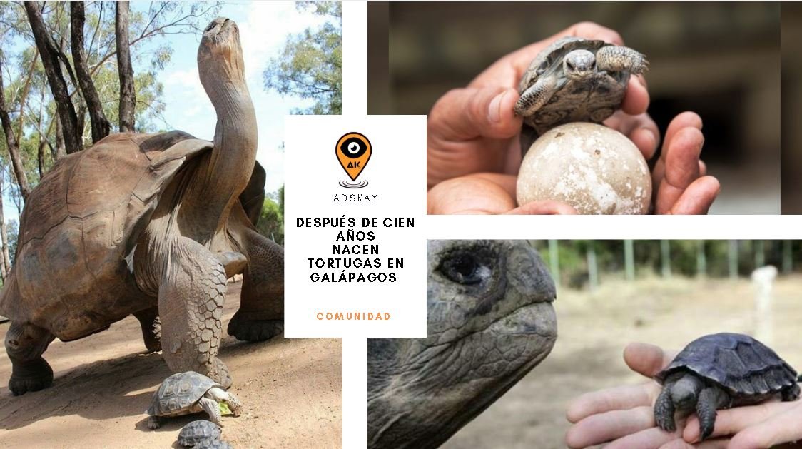 Después de cien años nacen tortugas en Galápagos