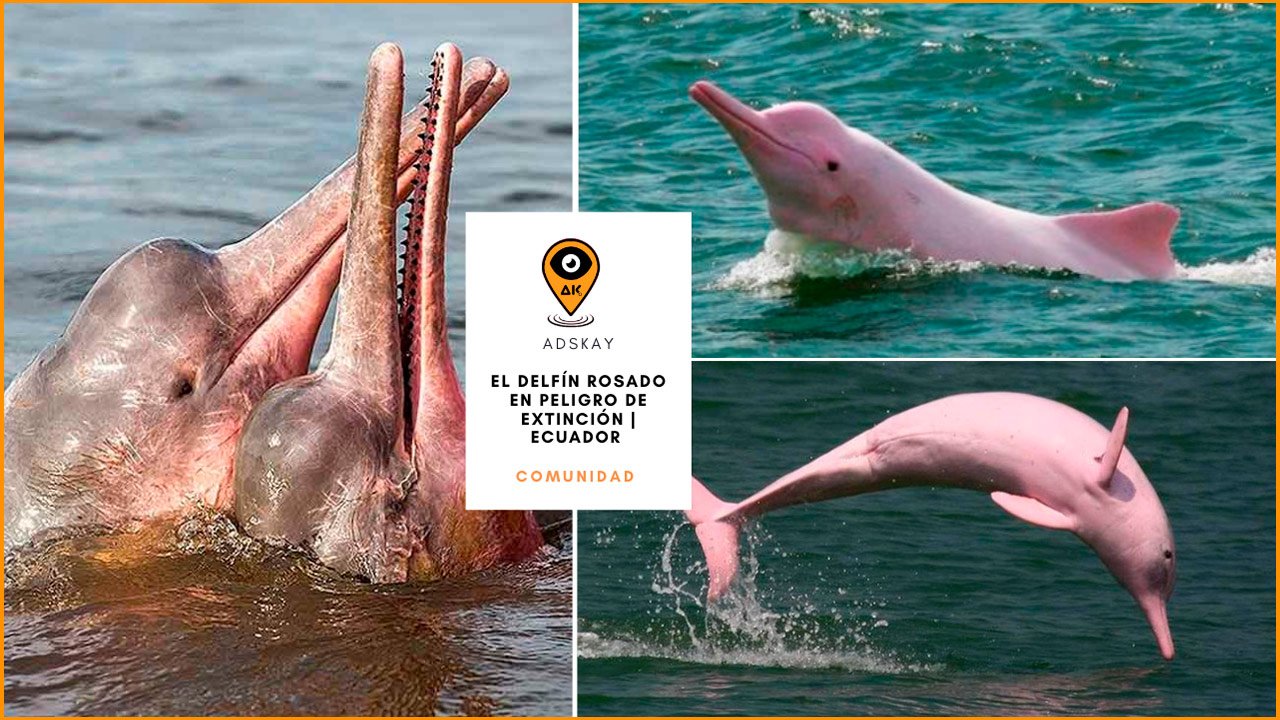 El delfín rosado extraordinario en peligro de extinción [Ecuador]