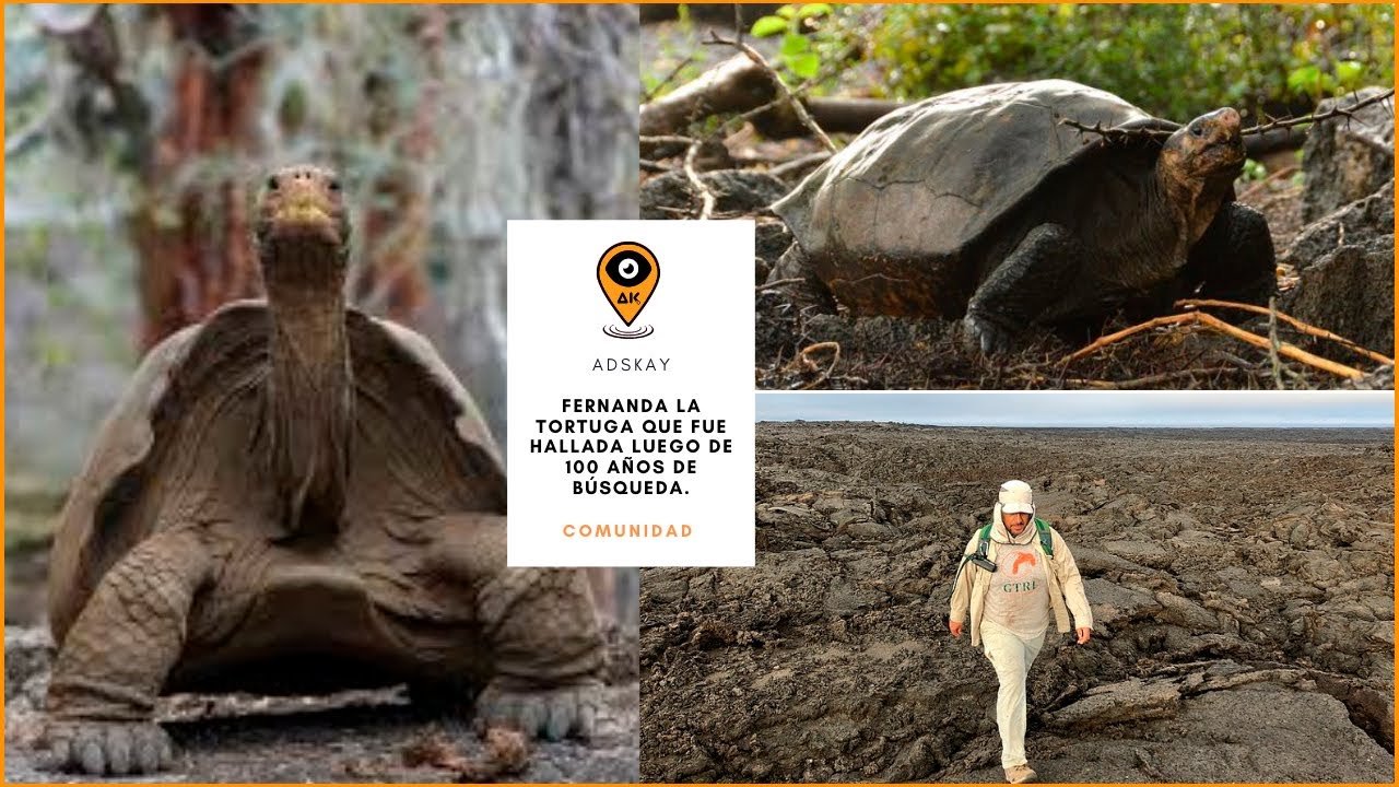 Fernanda la tortuga que fue hallada luego de 100 años de búsqueda [Ecuador]