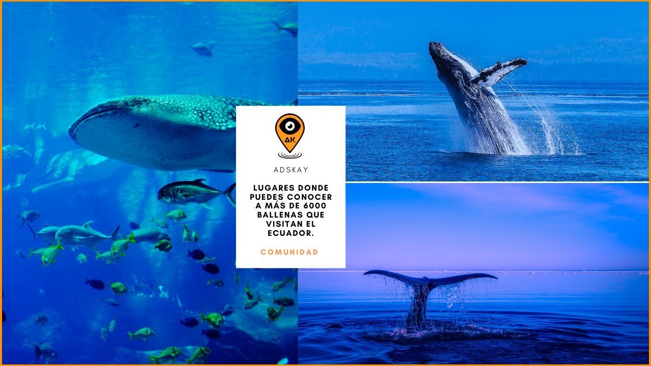 Lugares donde puedes conocer a más de 6000 ballenas que visitan el Ecuador