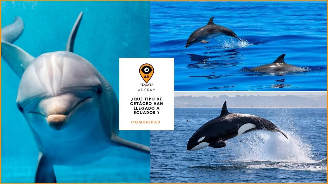 ¿Qué tipo de cetáceos han llegado a Ecuador?